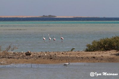 Fenicotteri (Phoenicopterus roseus - Flamingo)