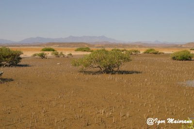 Mangrovieto di Hamata - Hamata mangrove