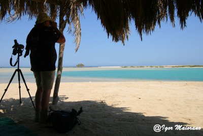 Looking for crab plover