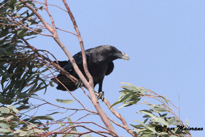 Corvo collobruno (Corvus ruficollis - Brown-necked Raven)