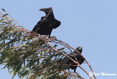 Corvo collobruno (Corvus ruficollis - Brown-necked Raven)