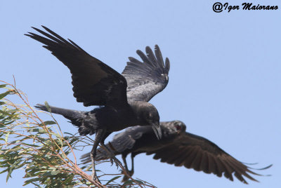 Corvo collobruno (Corvus ruficollis - Brown-necked Raven)