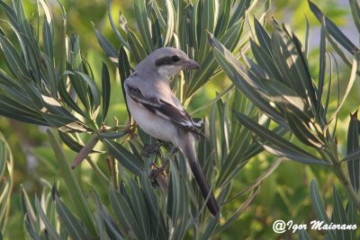 Averla beccopallido (Lanius pallidirostris - Steppe Grey Shrike)