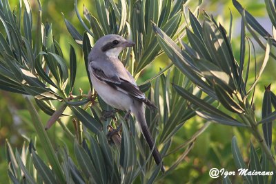 Averla beccopallido (Lanius pallidirostris - Steppe Grey Shrike)