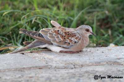 Tortora selvatica (Streptopelia turtur - European Turtle Dove)