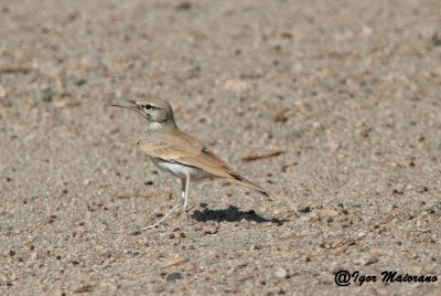 Allodola beccocurvo (Alaemon alaudipes - Hoopoe Lark)