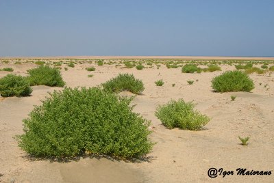 Desert between Hamata and Shalateen