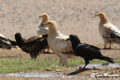 Capovaccai (Neophron percnopterus - Egyptian Vulture)
