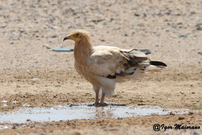 Capovaccaio (Neophron percnopterus - Egyptian Vulture)