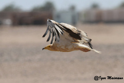 Capovaccaio (Neophron percnopterus - Egyptian Vulture)