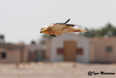 Capovaccaio (Neophron percnopterus - Egyptian Vulture)