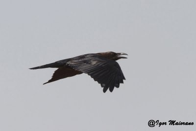 Corvo collobruno (Corvus ruficollis - Brown-necked Raven)