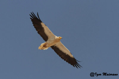 Capovaccaio (Neophron percnopterus - Egyptian Vulture)