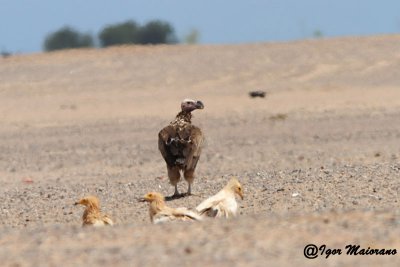Avvoltoio orecchiuto (Torgos tracheliotus - Lappet-faced Vulture)
