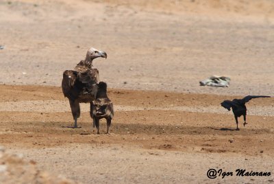 Avvoltoio orecchiuto (Torgos tracheliotus - Lappet-faced Vulture)