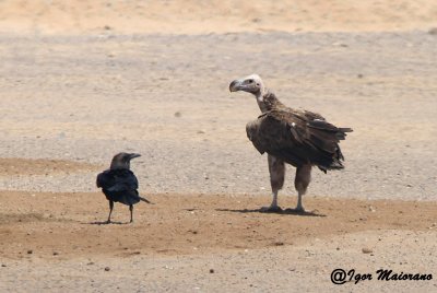 Avvoltoio orecchiuto (Torgos tracheliotus - Lappet-faced Vulture)