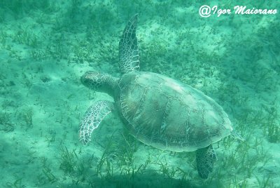 Tartaruga verde (Chelonia mydas - Green Turtle)