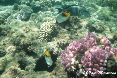 Threadfin butterflyfish and Sohal surgeonfish (Chaetodon auriga & Acanthurus sohal)