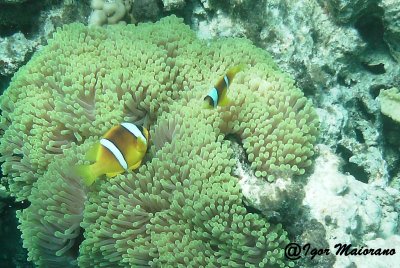 Pesce anemone (Amphiprion bicintus - Red Sea anemonefish)