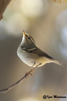 Lu forestiero (Phylloscopus inornatus - Yellow-browed Warbler)