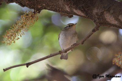 Lu forestiero (Phylloscopus inornatus - Yellow-browed Warbler)