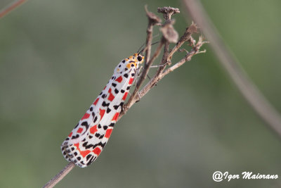 Utetheisa pulchella - Crimson-speckled Moth