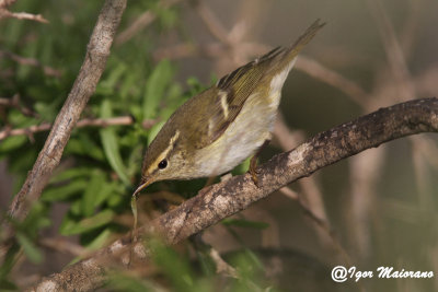 Luì forestiero (Phylloscopus inornatus - Yellow-browed Warbler)