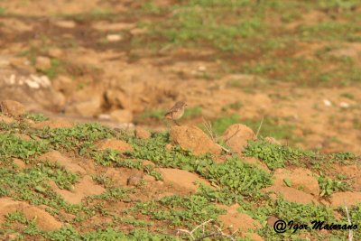 Codirosso algerino (Phoenicurus moussieri - Moussier's Redstart)