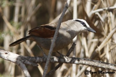 Ciagra corona nera (Tchagra senegalus - Black-crowned Tchagra)