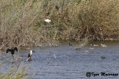 Anatre marmorizzate (Marmaronetta angustirostris - Marbled Ducks)