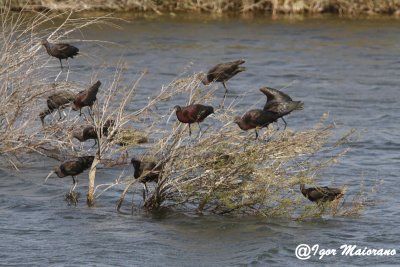 Mignattai (Plegadis falcinellus - Glossy Ibis)