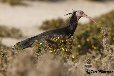 Ibis eremita (Geronticus eremita - Bald Ibis)