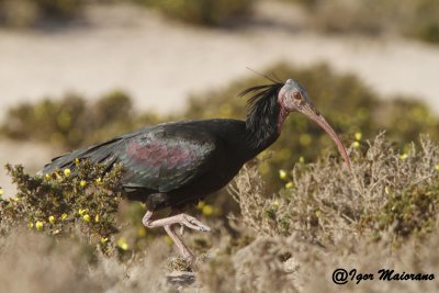 Ibis eremita (Geronticus eremita - Bald Ibis)