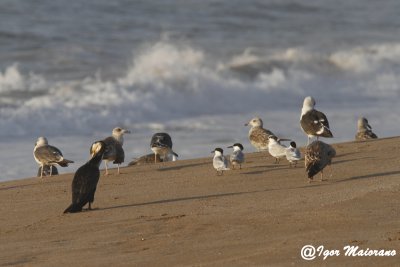 Zafferani e beccapesci (Larus fuscus & Sterna sandvicensis - Lesser Black-backed Gulls & Sandwich Terns)