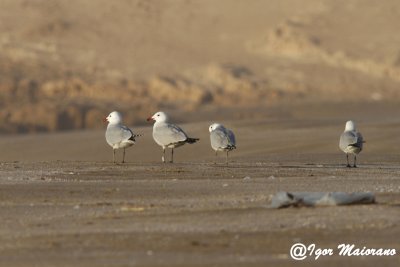 Gabbiani corsi (Larus audouinii - Audouin's Gull)