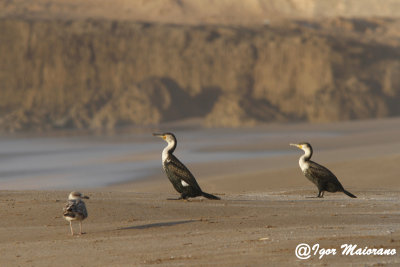 Cormorano ssp. maroccanus (Phalacrocorax carbo maroccanus - Cormorant)