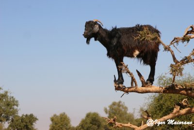 Capra sull'albero di Argan - Goat on argan tree