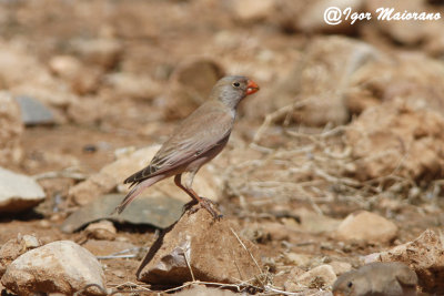 Trombettiere (Bucanetes githagineus - Trumpeter Finch)