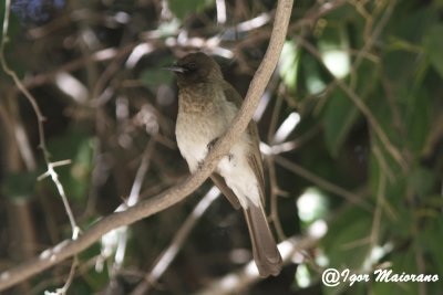 Bulbul comune (Pycnonotus barbatus - Common Bulbul)