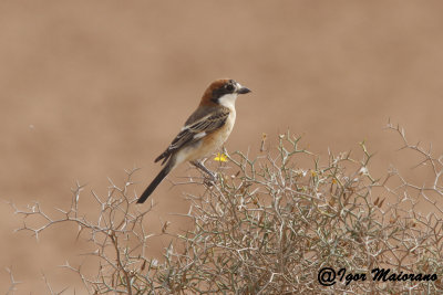 Averla capirossa (Lanius senator - Woodchat Shrike)