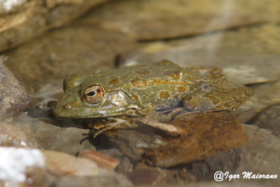 Rana saharica (Pelophylax saharicus - Sahara Frog)