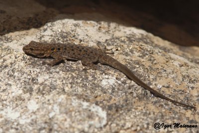 Quedenfeldtia moerens - Moroccan Day Gecko