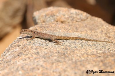 Quedenfeldtia moerens - Moroccan Day Gecko