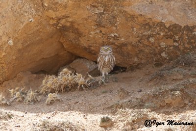 Civetta (Athene noctua - Little Owl)