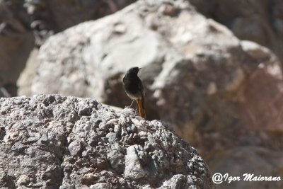 Codirosso spazzacamino ssp. aterrimus (Phoenicurus phoenicurus aterrimus - Black Redstart)