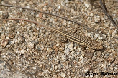 Acanthodactylus erythrurus juv. - Spiny-footed Lizard