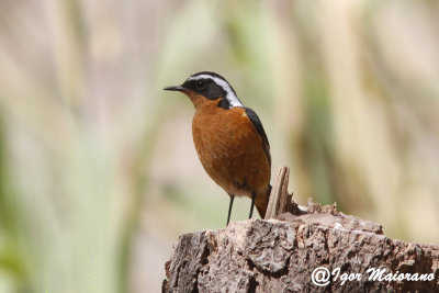 Codirosso algerino (Phoenicurus moussieri - Moussier's Redstart)