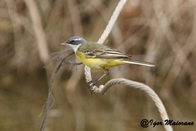 Cutrettola iberica (Motacilla flava iberiae - Spanish Yellow Wagtail)