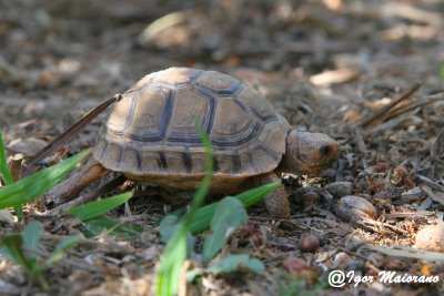 Testudo graeca - Spur-thighed Tortoise