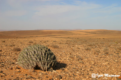 Euphorbia sp.